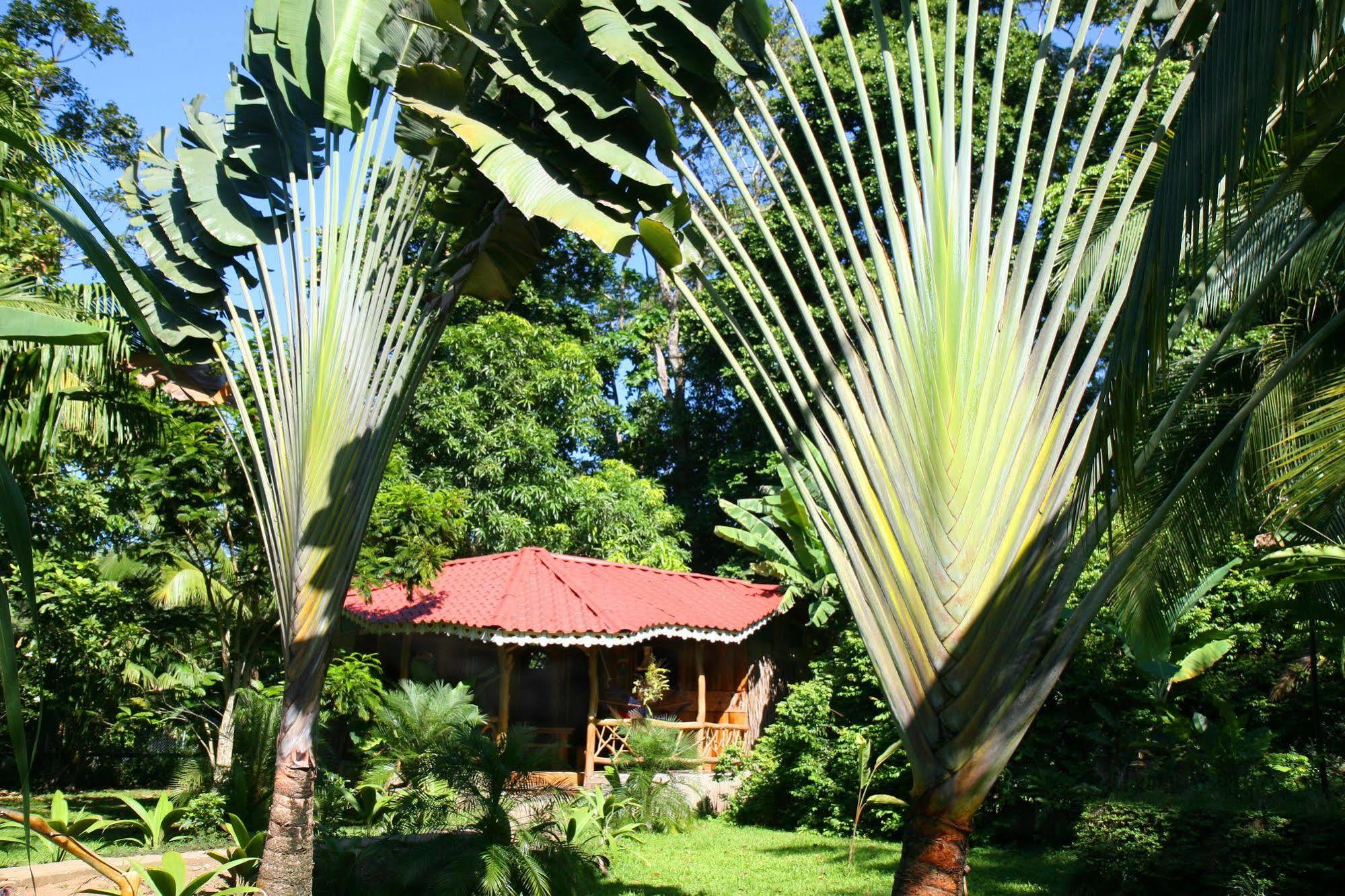 Hotel La Costa De Papito Puerto Viejo de Talamanca ภายนอก รูปภาพ